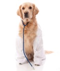 Pet First Aid